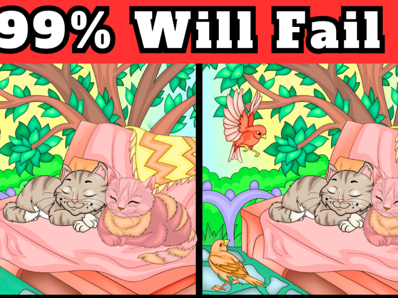 Are You Focused Like a Cat or Catatonic: Sunday Puzzle Mix&nbsp;Up